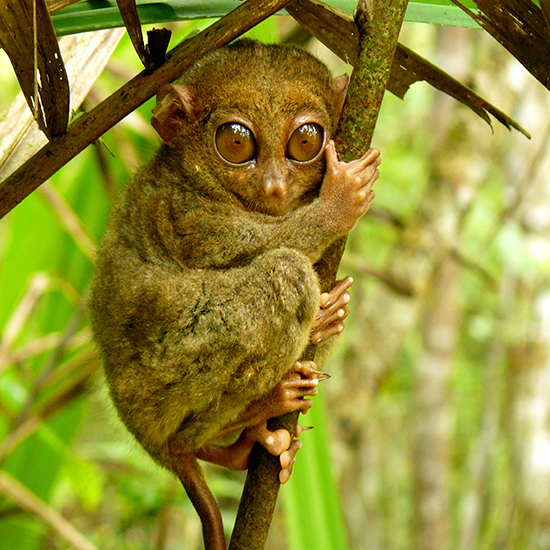 Gli animali più strani del pianeta Gli animali più strani del pianeta