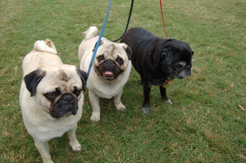 Pet Fest a New York Pet Fest a New York