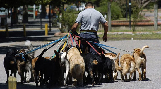 Pet Sitter a Barcellona Pet Sitter a Barcellona