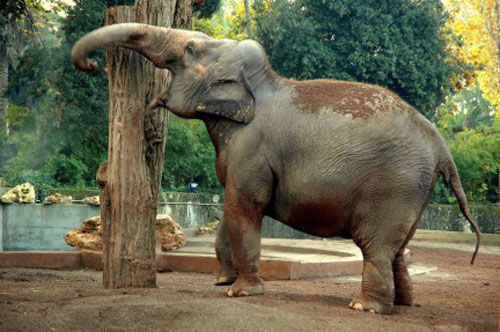 Roma con i bambini: visita al Bioparco Roma con i bambini: visita al Bioparco