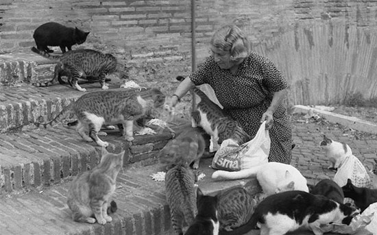 Roma e le gattare