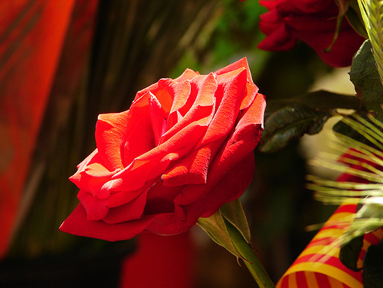 Giorno di Sant Jordi 2013