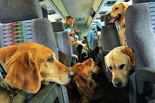 Viaggiare con i propri animali domestici a Barcellona rispettando le norme spagnole Viaggiare con i propri animali domestici a Barcellona rispettando le norme spagnole