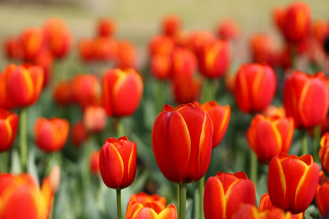 “Tulipomania”: la giornata nazionale del tulipano colora Amsterdam “Tulipomania”: la giornata nazionale del tulipano colora Amsterdam