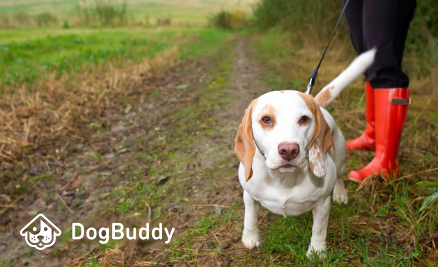 Viaggi e animali da compagnia: un binomio impossibile? Viaggi e animali da compagnia: un binomio impossibile?